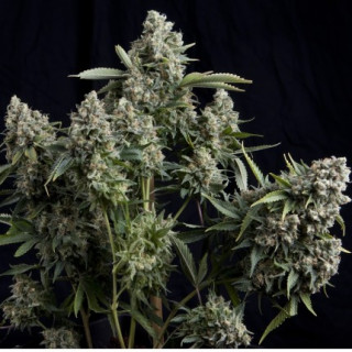 "Tutankhamon -  Auto - Pyramids Seeds"