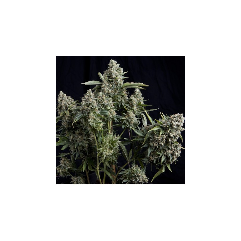 "Tutankhamon -  Auto - Pyramids Seeds"