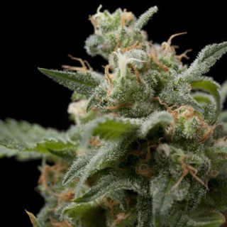 "Super Hash -  Auto - Pyramids Seeds"