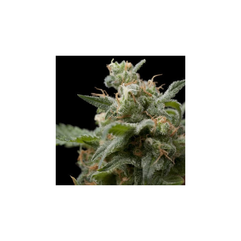 "Super Hash -  Auto - Pyramids Seeds"