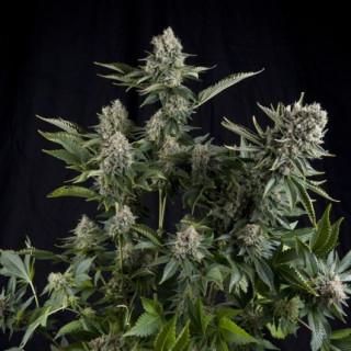 White Widow - Féminisée - Pyramid Seeds | ROOTS-SEEDS.FR