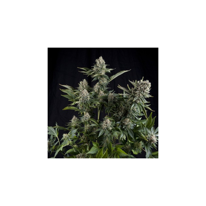 "White Widow - Féminisée - Medical Seeds -  Auto - Pyramids Seeds"