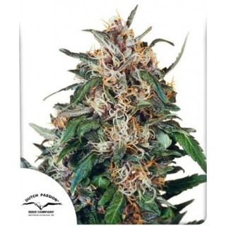 "Hollands Hope - FEM - Dutch Passion - Auto - Pyramids Seeds"