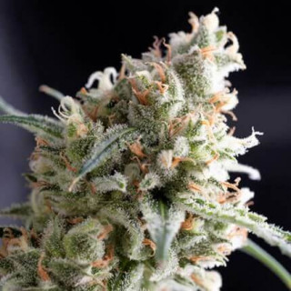 "Kukulkán -  Auto - Pyramids Seeds"