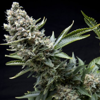 New York City -  Autofloraison - Pyramid Seeds
