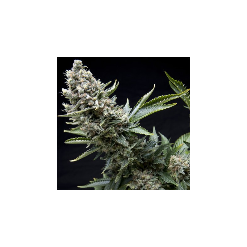 New York City -  Autofloraison - Pyramid Seeds