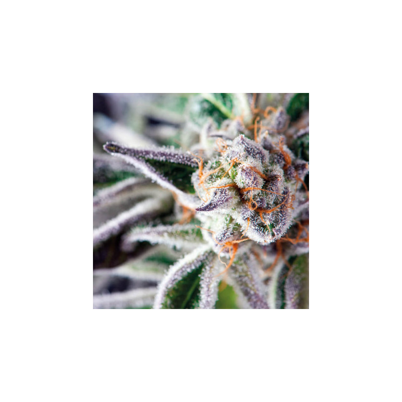 "Do-Si-Dos -  Auto - Pyramids Seeds"