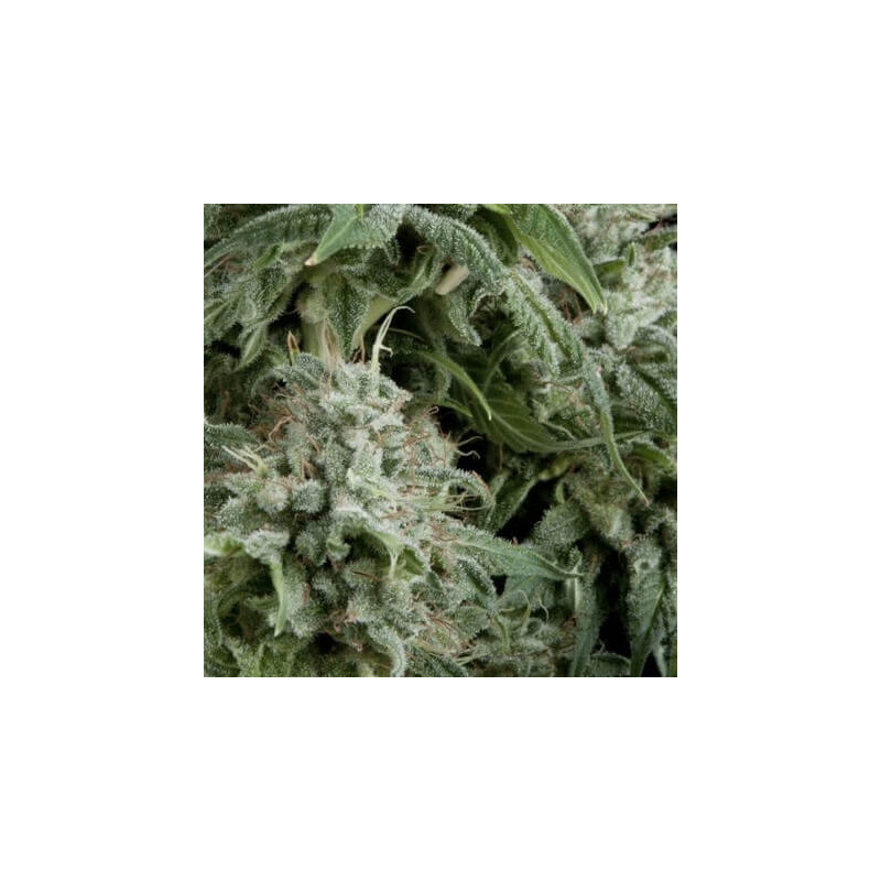 "Northern Lights - Auto - Pyramids Seeds"
