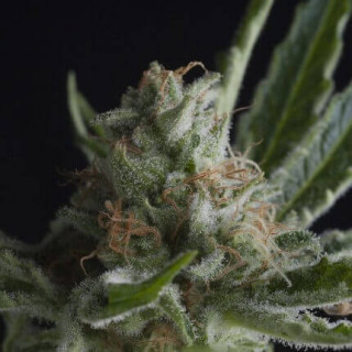 "Shark -  Auto - Pyramids Seeds"