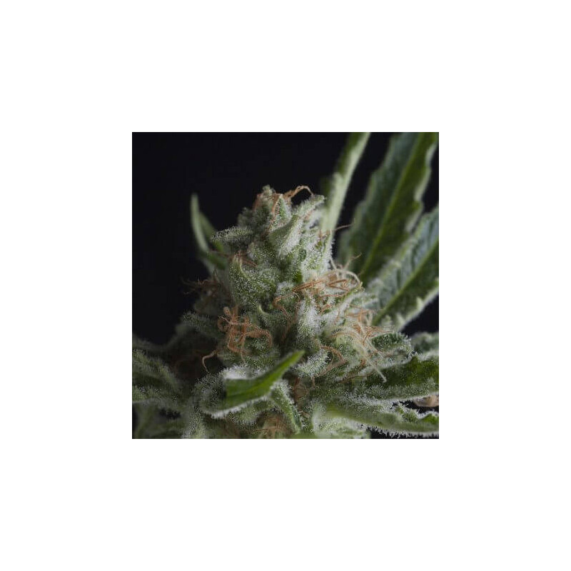 "Shark -  Auto - Pyramids Seeds"