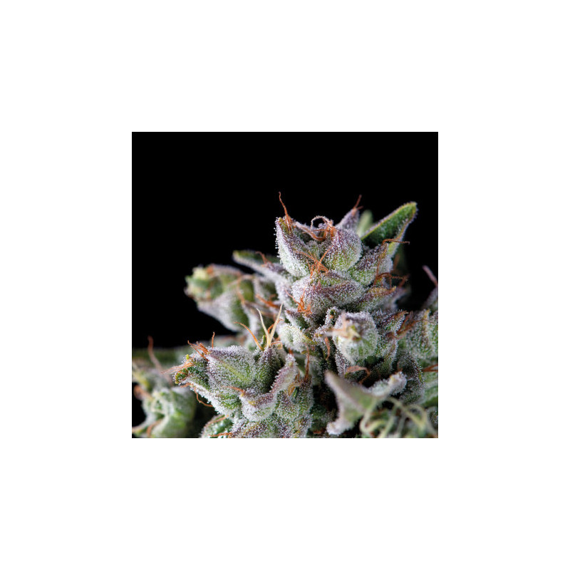 "Gorila -  Auto - Pyramids Seeds"