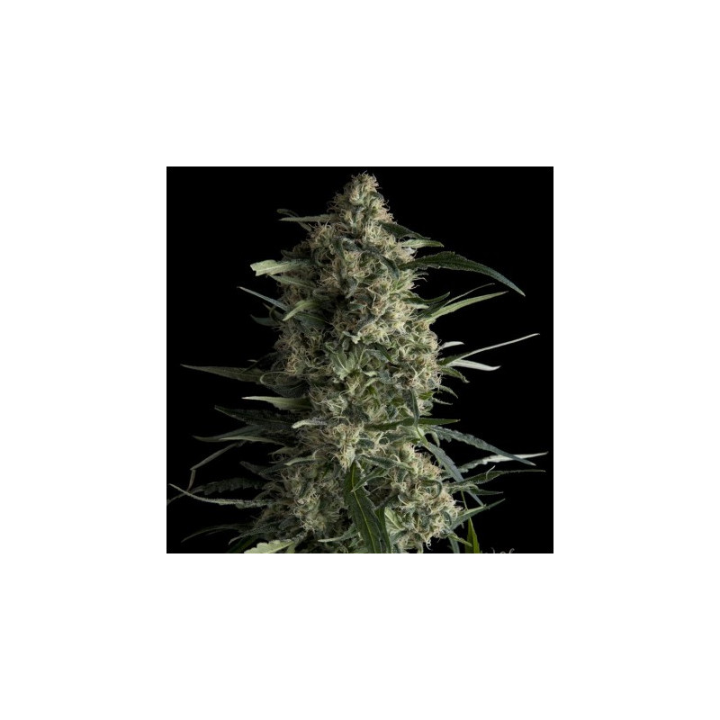 "Galaxy -  Auto - Pyramids Seeds"