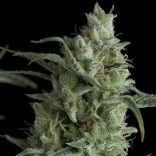 "Kryptonite -  Auto - Pyramids Seeds"
