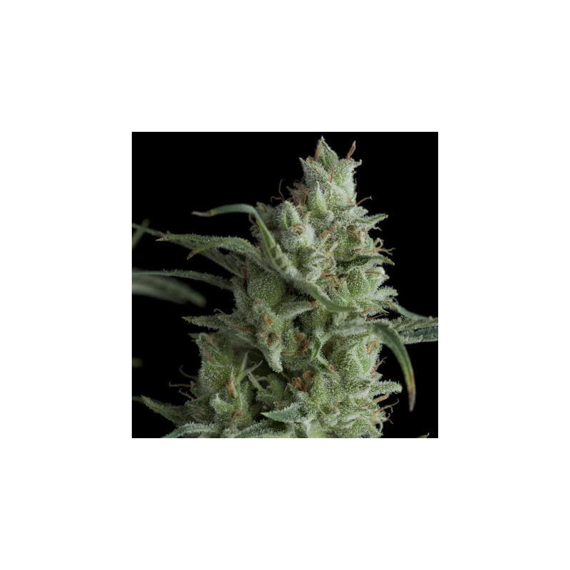 "Kryptonite -  Auto - Pyramids Seeds"