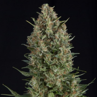 "Wembley -  Auto - Pyramids Seeds"