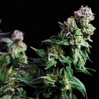 "Purple Urkle -  Auto - Pyramids Seeds"