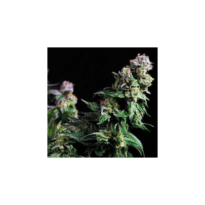 "Purple Urkle -  Auto - Pyramids Seeds"