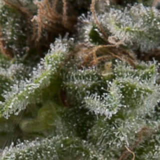 "Auto Lennon -  Auto - Pyramids Seeds"