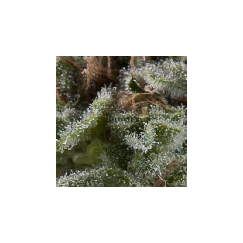 "Auto Lennon -  Auto - Pyramids Seeds"