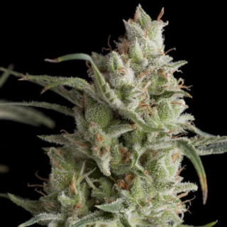 "Super OG kush -  Auto - Pyramids Seeds"