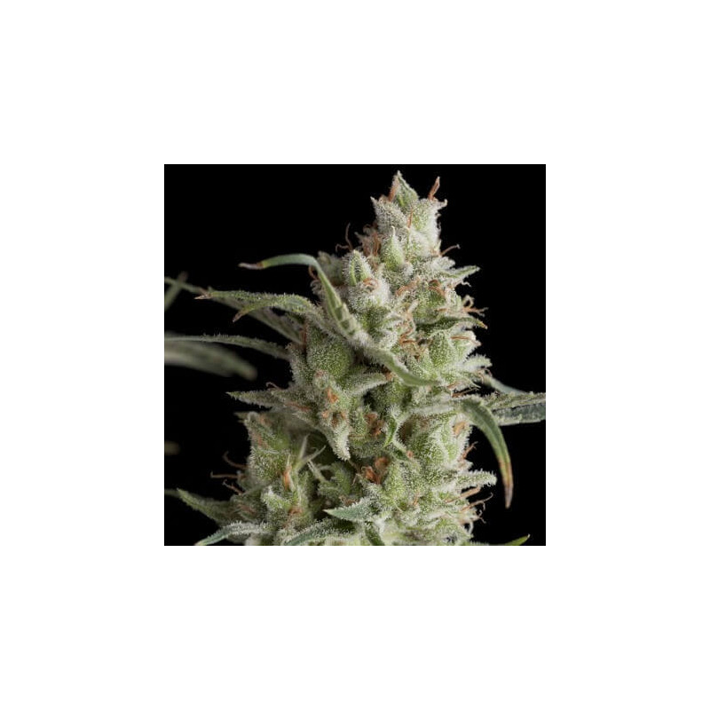 "Super OG kush -  Auto - Pyramids Seeds"