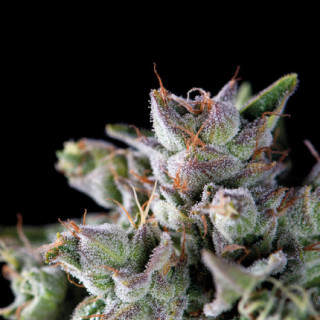 "Gorila -  Auto - Pyramids Seeds"