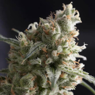 "Lennon -  Auto - Pyramids Seeds"