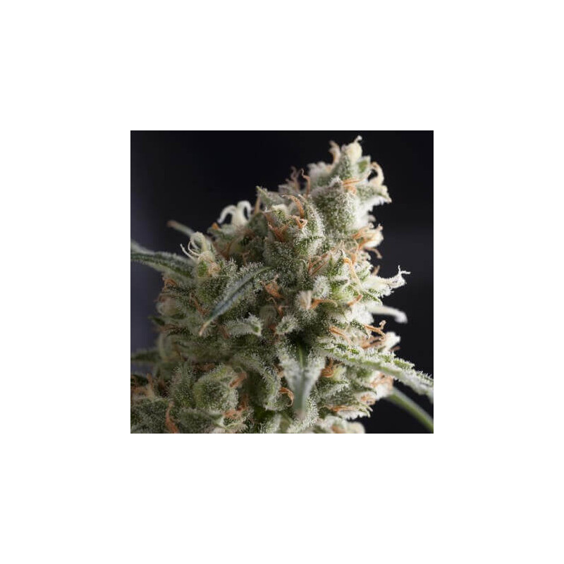 "Lennon -  Auto - Pyramids Seeds"