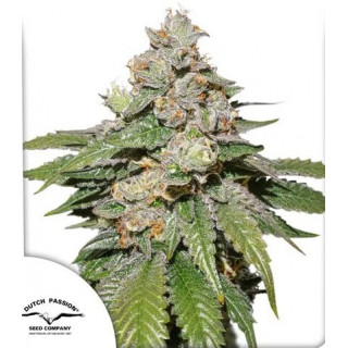 Mokum’s Tulip - Autofloraison - Dutch passion | ROOTS-SEEDS.FR