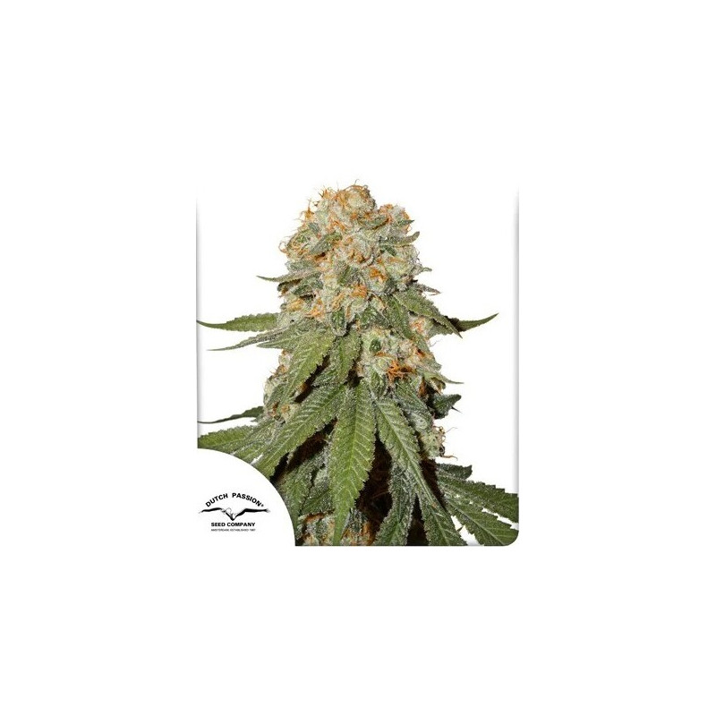 Orange Bud - Régulière - Dutch Passion | ROOTS-SEEDS.FR