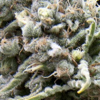 "Auto White Widow -  Auto - Pyramids Seeds"