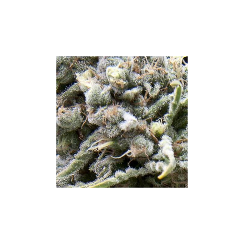 "White Widow CBD -  Auto - Pyramids Seeds"