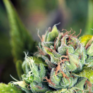 "Tahoe Cure -  Auto - Pyramids Seeds"
