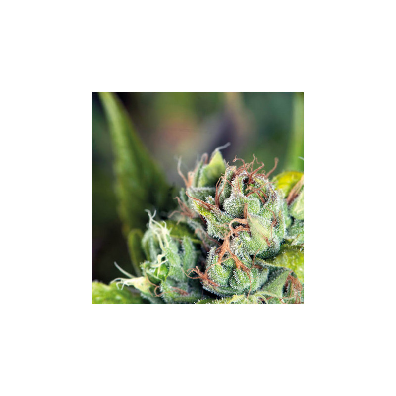 "Tahoe Cure -  Auto - Pyramids Seeds"