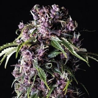 "Purple -  Auto - Pyramids Seeds"