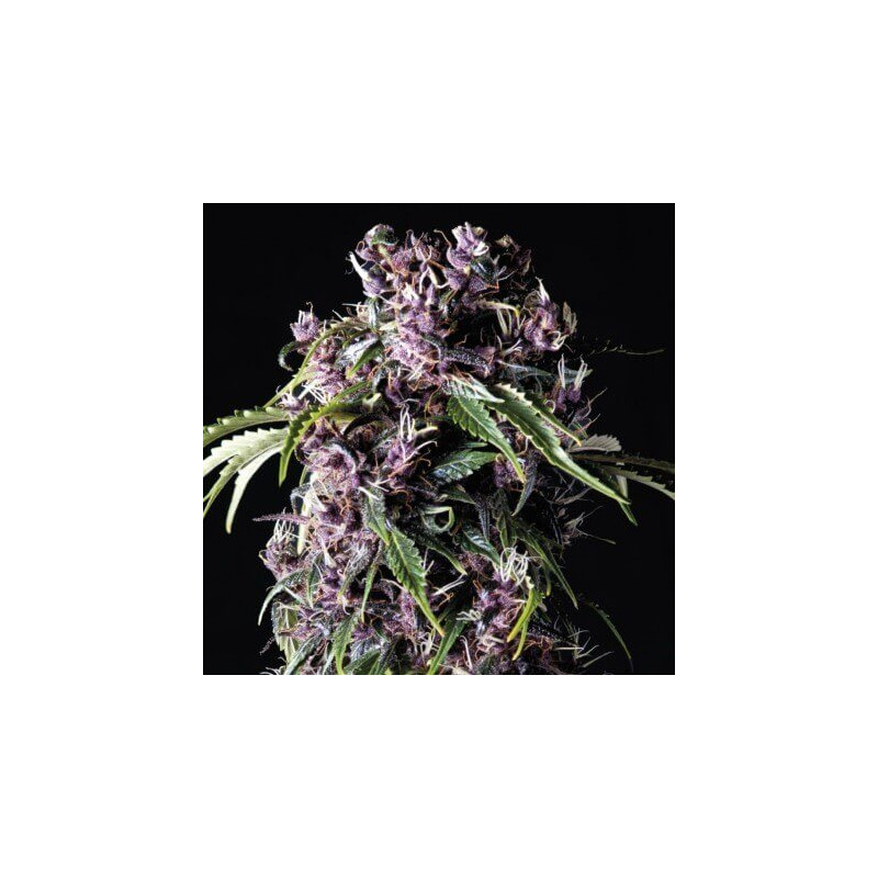 "Purple -  Auto - Pyramids Seeds"