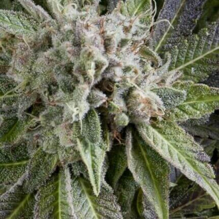 Auto Blue Pyramid -  Autofloraison - Pyramid Seeds