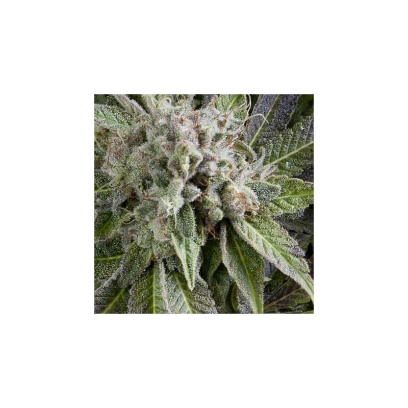 Auto Blue Pyramid -  Autofloraison - Pyramid Seeds Auto Blue Pyramid -  Autofloraison - Pyramid Seeds