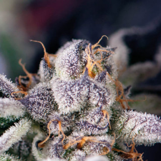 "Cookies USA -  Auto - Pyramids Seeds"