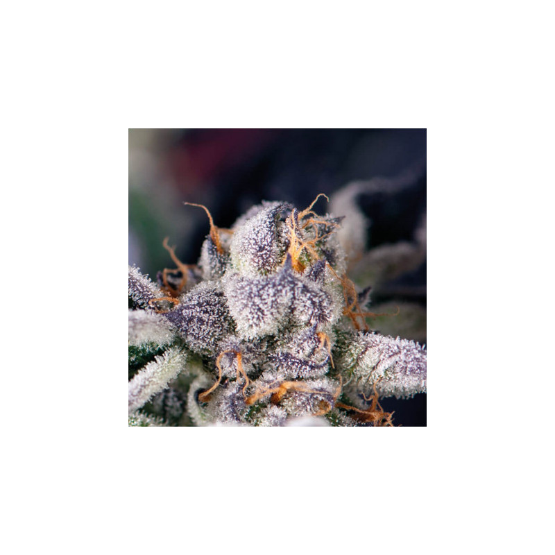 "Cookies USA -  Auto - Pyramids Seeds"