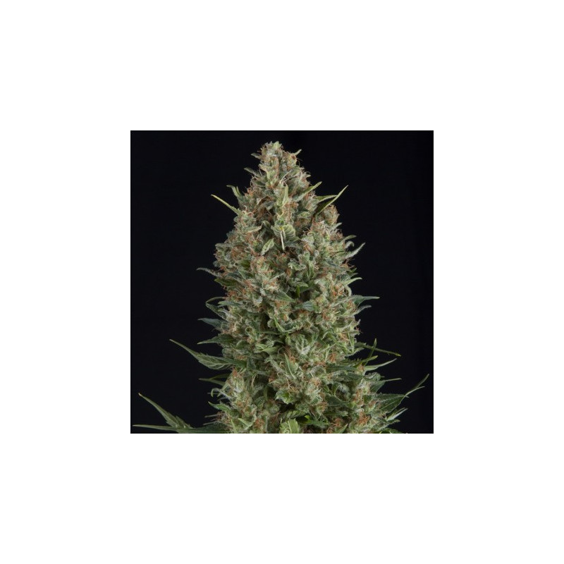 "Wembley -  Auto - Pyramids Seeds"