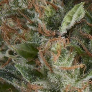 Auto Wembley -  Autofloraison - Pyramid Seeds