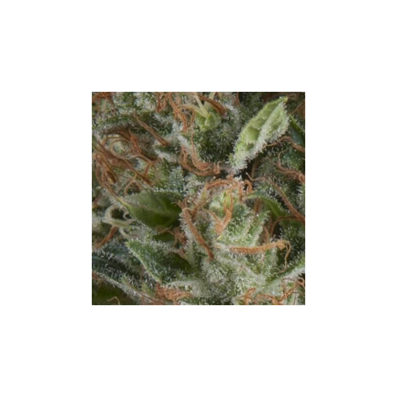 Auto Wembley -  Autofloraison - Pyramid Seeds