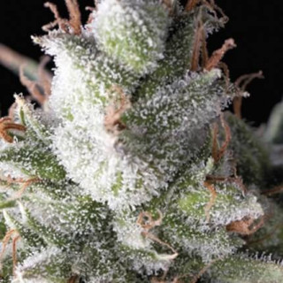 "Auto Ramses -  Auto - Pyramids Seeds"
