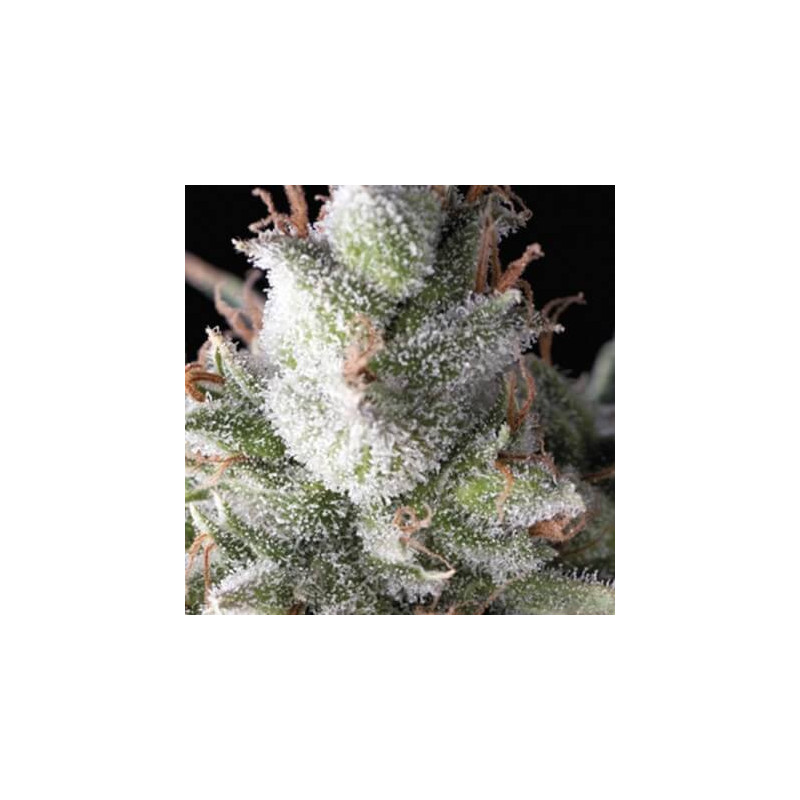 "Auto Ramses -  Auto - Pyramids Seeds"
