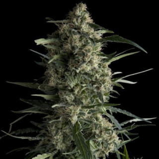 "Galaxy -  Auto - Pyramids Seeds"