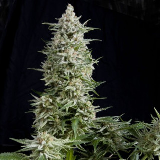 "Amnesia Gold -  Auto - Pyramids Seeds"