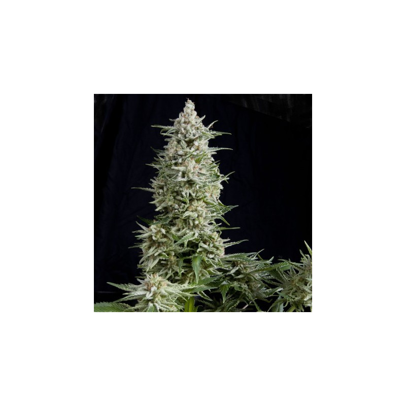 "Amnesia Gold -  Auto - Pyramids Seeds"