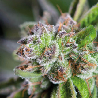 "Watermelon Zkittlez -  Auto - Pyramids Seeds"