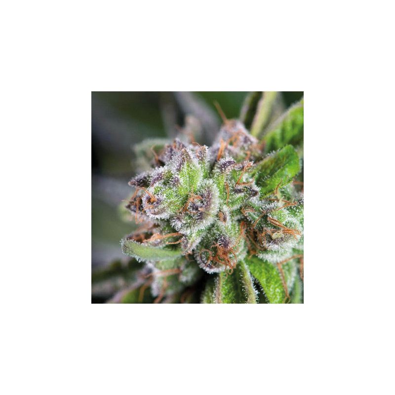 "Watermelon Zkittlez -  Auto - Pyramids Seeds"